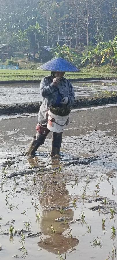 Kaewma Farmstay Khuang Kom Zewnętrze zdjęcie
